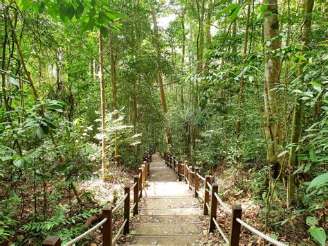 Tree Lined Path North View Trail Bukit Timah Hill Stock Image Image