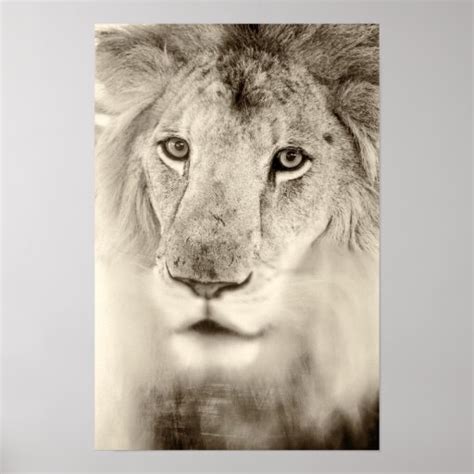 Black and White Lion Portrait Poster