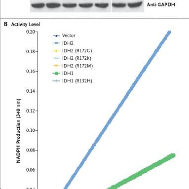 IDH1 and IDH2 Mutations in Human Gliomas | Download Scientific Diagram