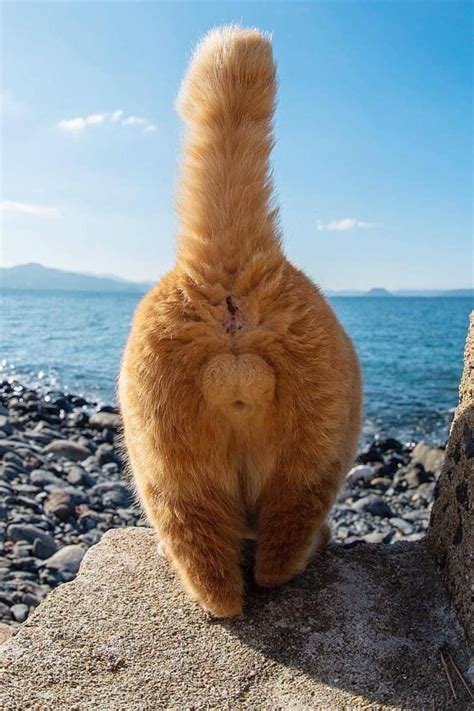 Cat And Dog Videos, Funny Dog Videos, Kittens Cutest, Cute Cats, Cats ...