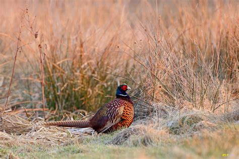 Jagdfasan Jagdfasan Phasianus Colchicus C J Rgen Podgo Flickr