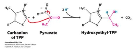 Exam 3 Pyruvate Dehydrogenase Complex Flashcards Quizlet