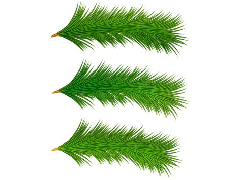 Pine Tree Branch Png Png Transparent Image Freepngdesign