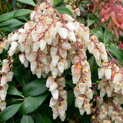 Japanese Andromeda Pieris Japonica Scarlett Ohara From East Coast