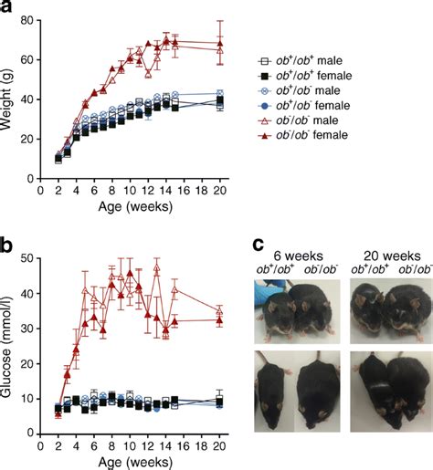 Btbr Ob Ob Mouse Model Of Type Diabetes Exhibits Early Loss Of