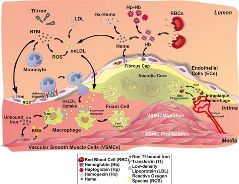 Frontiers Atherogenesis And Iron From Epidemiology To Cellular Level