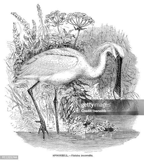 Spoonbill Illustration Photos And Premium High Res Pictures Getty Images