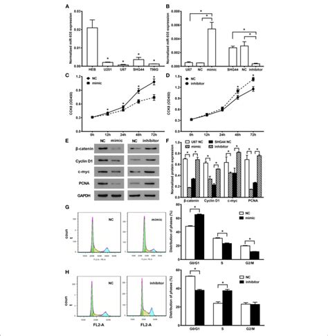 MiR 935 Modulates Cell Proliferation And Cell Cycle In Human Glioma