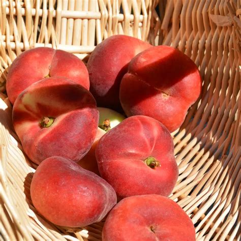 Saturn Peach Tree Platt Hill Nursery