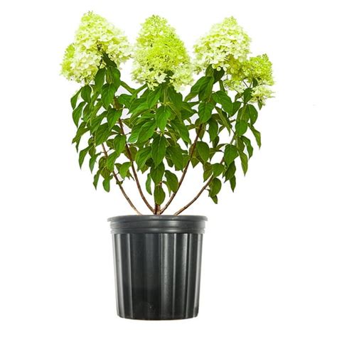 Limelight Hydrangea