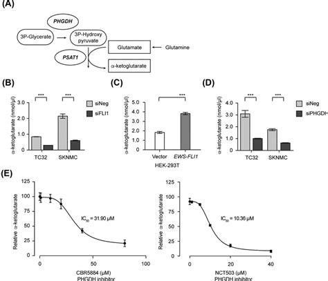 De novo biosynthesis of serine and glycine feeds into essential ...