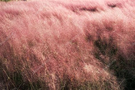 Hierba carnal rosa floreciendo en la temporada de otoño en el parque