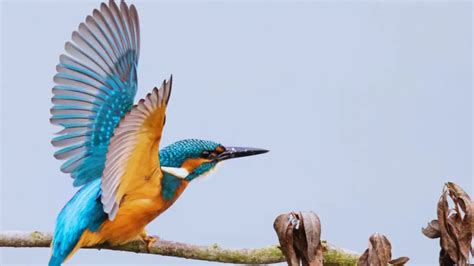 Birds That Bring Good Luck Unveiling The Mystery Birds Chirper Birds