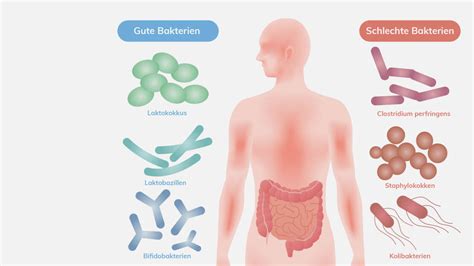 Darmflora N Tzliche Bakterien Im Darm Darmflora Ratgeber De