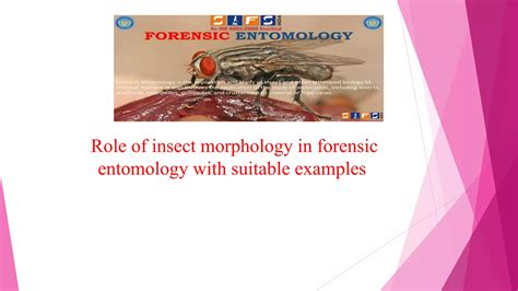 Insect Morphology In Forensic Entomology With Suitable Examples Ppt