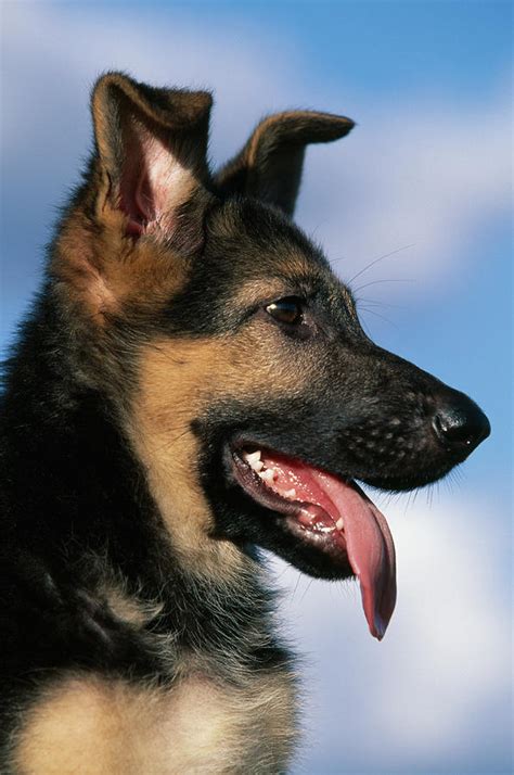 German Shepherd Dog Or Alsatian Puppy Photograph by Nhpa