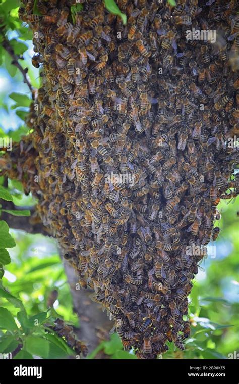 Swarm Of Honey Bees A Eusocial Flying Insect Within The Genus Apis