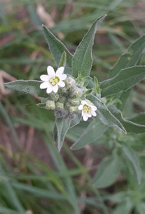 Aufblühende Graukresse Gewöhnliche Graukresse Berteroa in Flickr