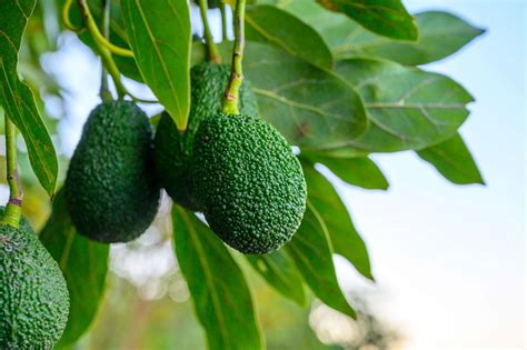 Per Se Posiciona Como El Segundo Exportador Mundial De Palta