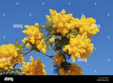 branch of silver wattle with flowers and leaves Stock Photo - Alamy