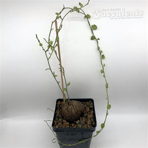 Dioscorea Elephantipes