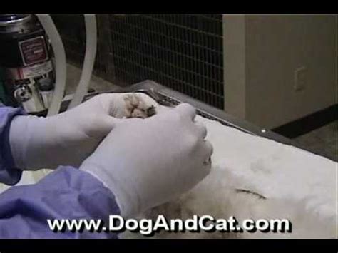 Cat Declaw Surgery Youtube