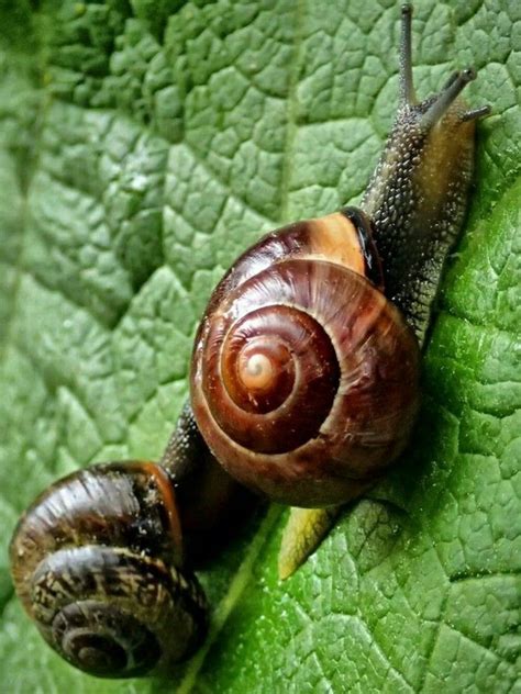 Pin By Jacqueline Grootelaar On Snails And Slugs Pet Snails Snail