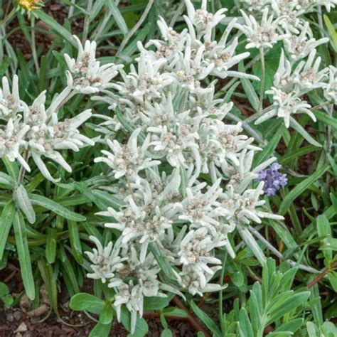 Stella Alpina Edelweiss