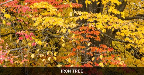 Iron Tree Plant: Safe for Dogs & Cats | Outdoor & Pet Friendly - Treeier