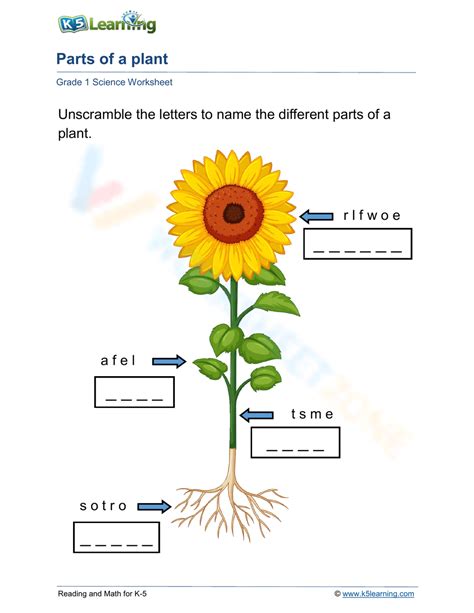 Parts Of A Plant Worksheet