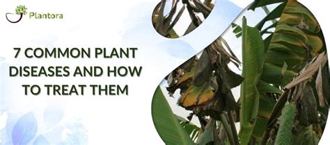 7 Common Plant Diseases And How To Treat Them