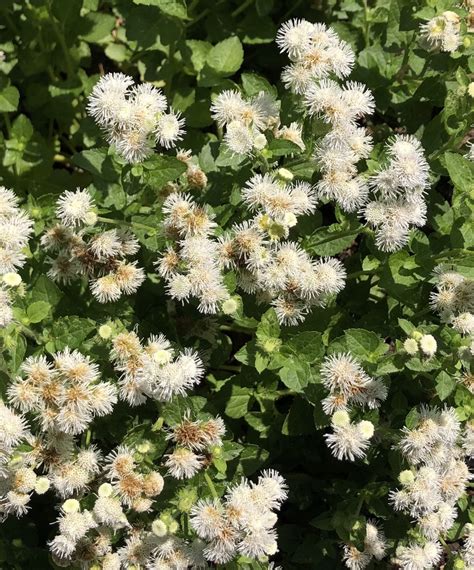 Specimen Spotlight Hardy Ageratum Extension Master Gardener