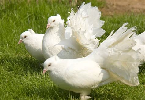 White Fantail Pigeons Stock Image Image Of Details Meadow 14073685