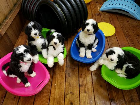 Available Trained Sheepadoodle Puppies - Training Canines