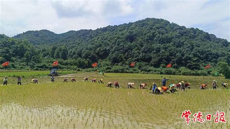 津市市药山村插秧比赛助力乡村振兴