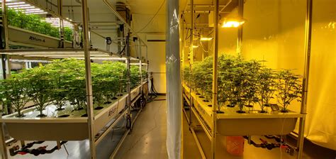 Led Vs Hps Grow Lights The Benefits Of Led Eco Growtech