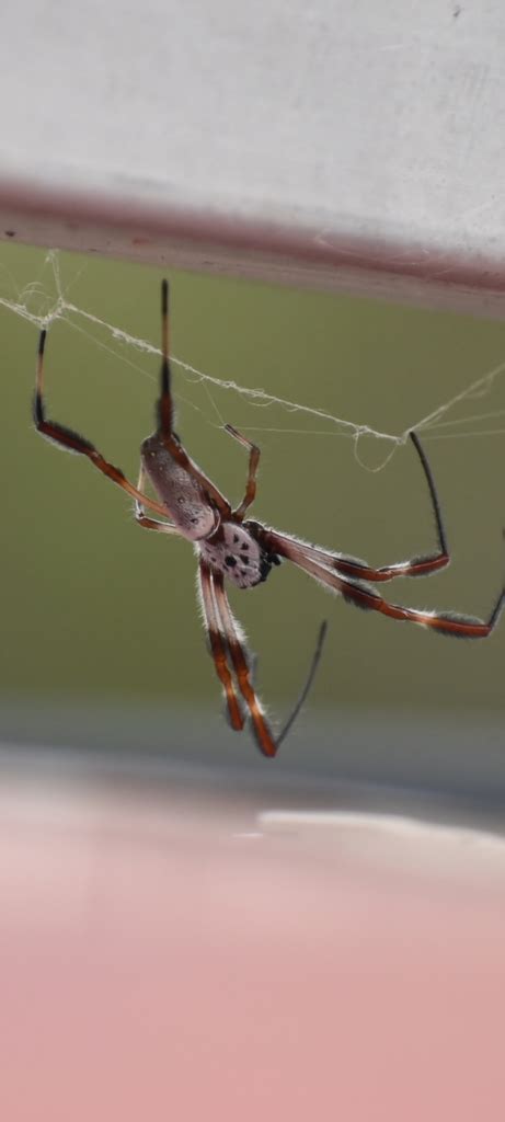 Australian Golden Orbweaver From Mount Binga QLD 4314 Australia On