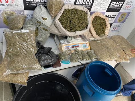 Parte De Maconha Apreendida Em Campina Grande Durante Opera O Foi