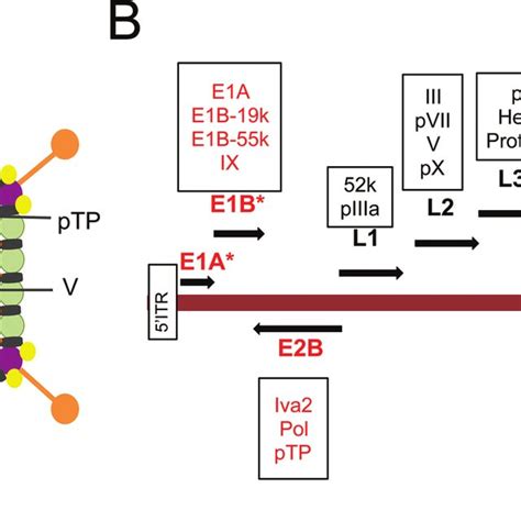 Adenovirus Structure And Genome Organization A Graphical