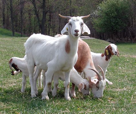 How To Raise Boer Meat Goats For Your Homestead Table