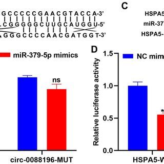 Circ Enables To Sponge Mir P To Up Regulate Hspa In