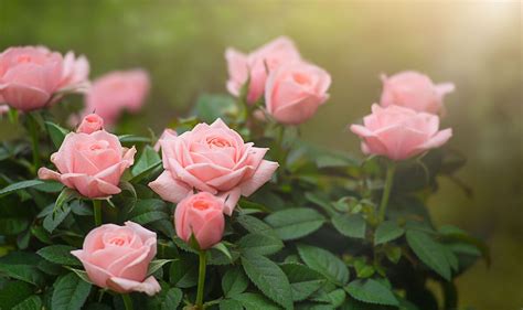 Best times to fertilise rose shrubs for 'beautiful' blooms | Express.co.uk