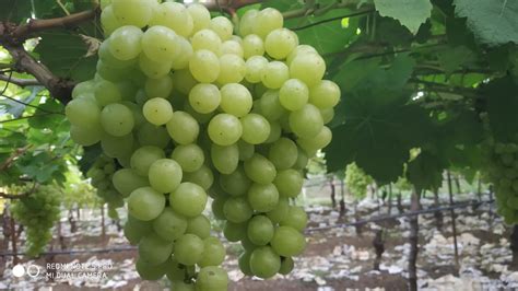 grapes thompson seedless india monsoon bretonskiy koupets