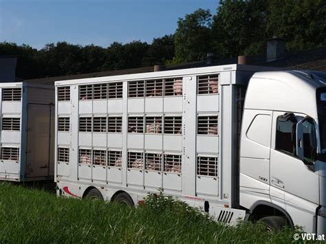 VGT deckt auf Schweine Transporter aus Pöttelsdorfer Tierfabriken zum