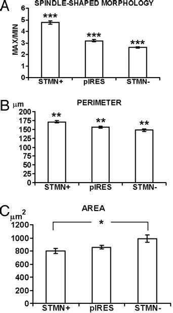 Quantitative Analyses Of Stmn Stable Transfectants Morphological