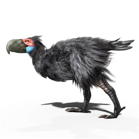 kasuari ilustrasi foto stok potret gambar bebas royalti istock