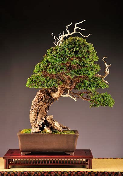 Bonsai Suiseki History | WBFF