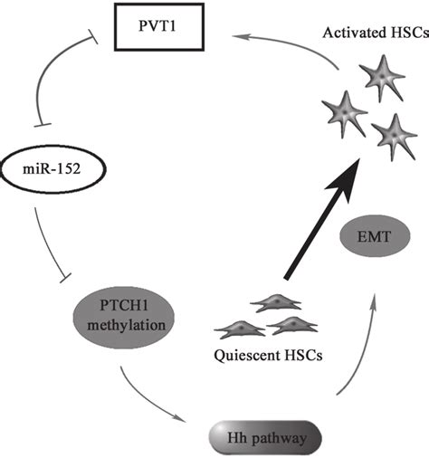 The Signaling Pathway Was Discovered In Activated Hscs Pvt Induces