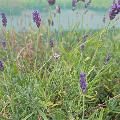 English Lavender 30 40cm 5L Pot Grown Lavandula Angustifolia Hidcote