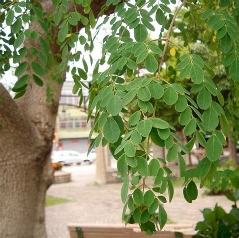 [green House] Bonsai Moringa Tree Plant Seeds Malunggay For Planting Vegetable Plants And Free